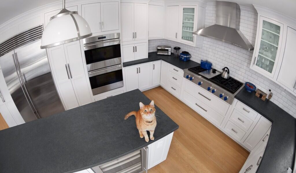 New Study Reveals: UAE Pet Parents Turn To Smart Security Technology To Monitor Their Pets During Holiday Season