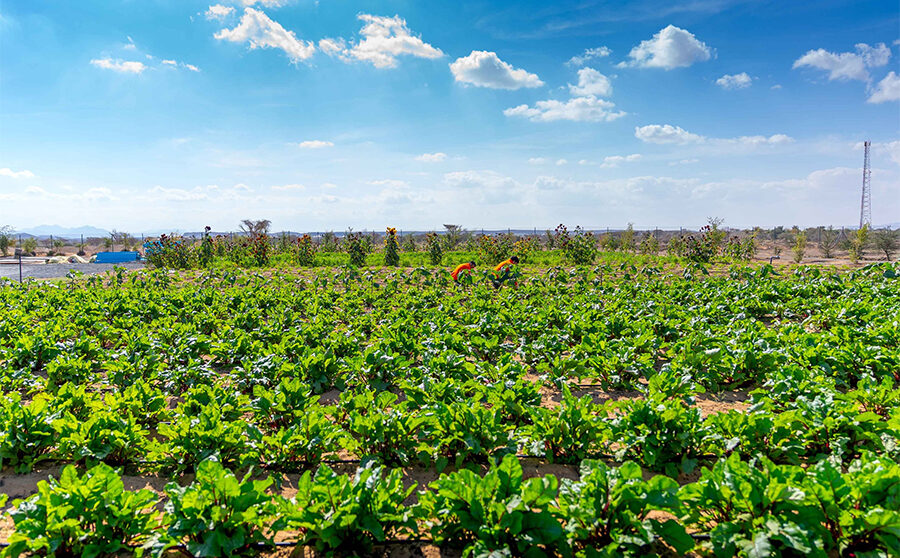 Gheras Advances Integrated Farming In Sharjah